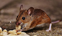 24 Hour & Emergency Exterminators in Concrete, WA